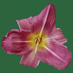 Paradise Rose
