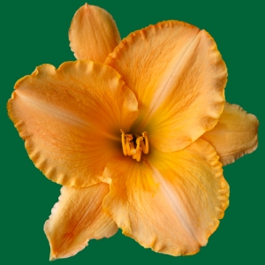 Celestial Peach*
