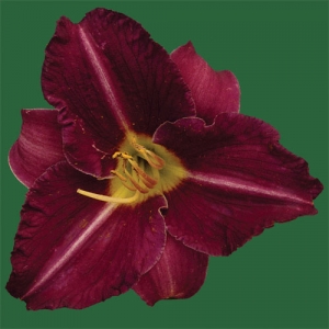 Catherine Neal