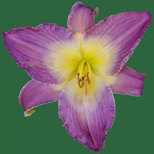 Singapore Orchid*