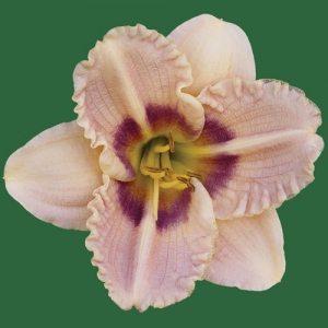 Siloam Merle Kent
