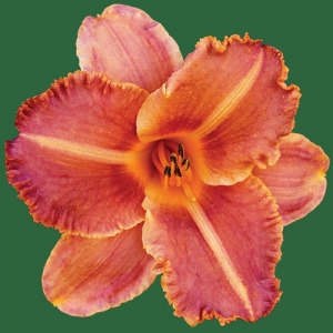 Ruffled Buds*