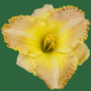 Lokahi*
