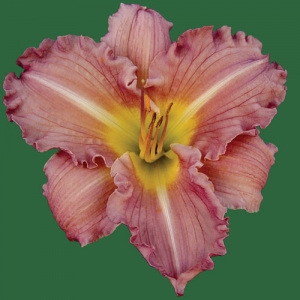 Treasured Bouquet