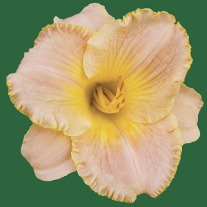 Miss Aloha*