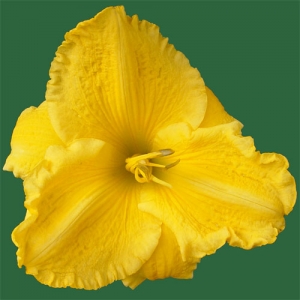 Ma