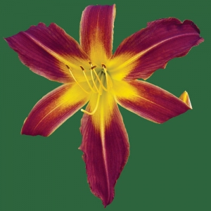 Dark Star