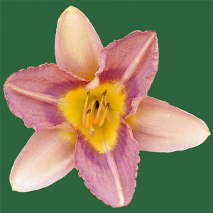 Chinese Temple Flower*