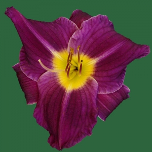 Grape Velvet