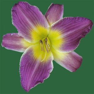 Lilting Lavender
