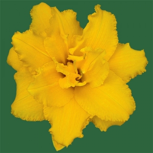 Condilla