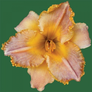 Southern Coral*