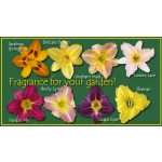 Fragrant Daylily Collection