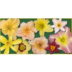 A Reblooming Winners Daylily Collection