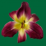 Purple Twilight Time*