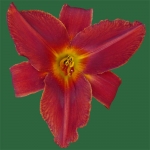 Ruby Claret*
