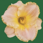 Miss Aloha*