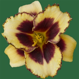 Spacecoast Bold Scheme*