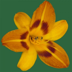 Saratoga Springtime*