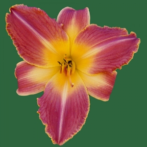 Hawaiian Party Dress*