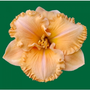 Electric Marmalade Magic*