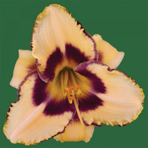 Canadian Border Patrol*