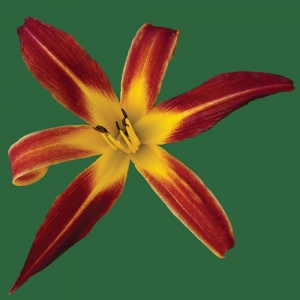 Red Ribbons Red Ribbons