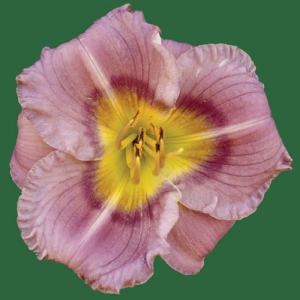 Charlie Pierce Memorial