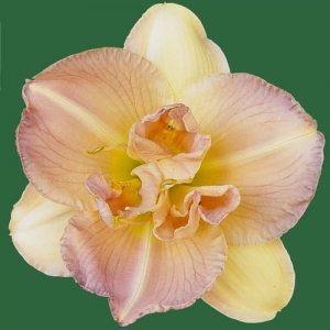 Double Pink Treasure