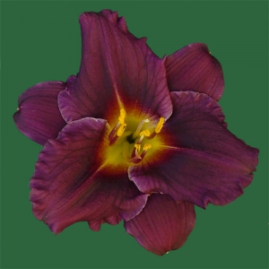 Siloam Purple Plum
