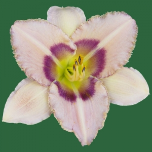 Oliver Dragon Tooth*