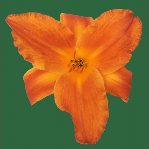 Mauna Loa*
