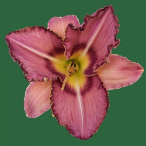 Strawberry Lightening