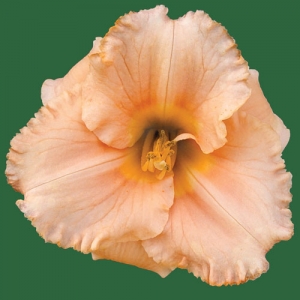 Spacecoast Sweetness*