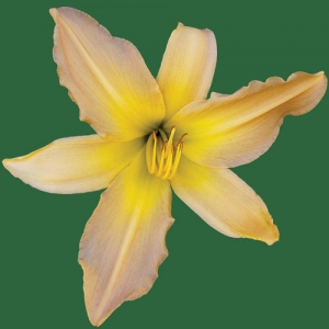 Dallas Star