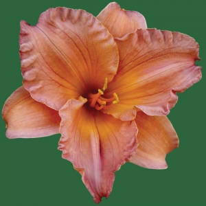 Smoky Mountain Autumn