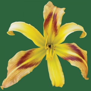 Mountain Top Experience