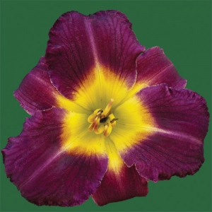 Evening Enchantment*