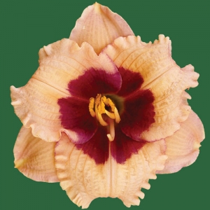 Mary Ethel Anderson