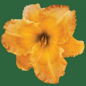 Mount Herman Autumn*