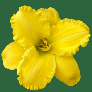 Lemon Electra