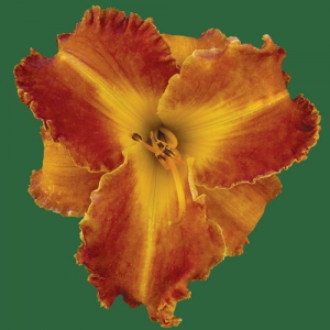 Spacecoast Blast Off*