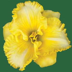 Call Me Irresistible*