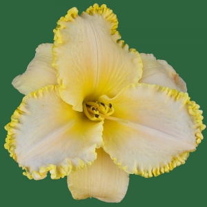 Spacecoast Discovery*