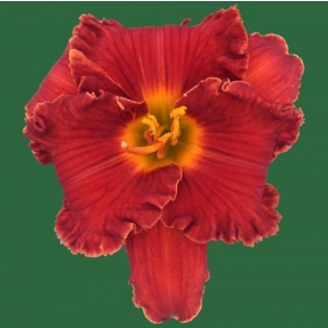 Spacecoast Solar Frills