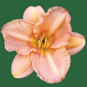 Dawn Bouquet