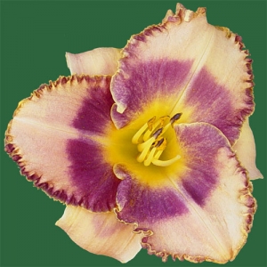 Spacecoast Picotee Prince*