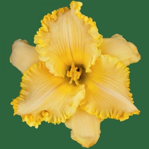 Spacecoast Fancy Dancer*