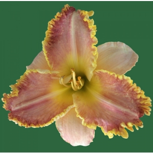 Pathway to Paradise*