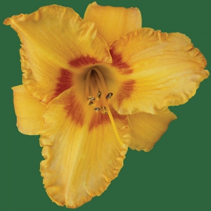 Cherry Eyed Pumpkin*